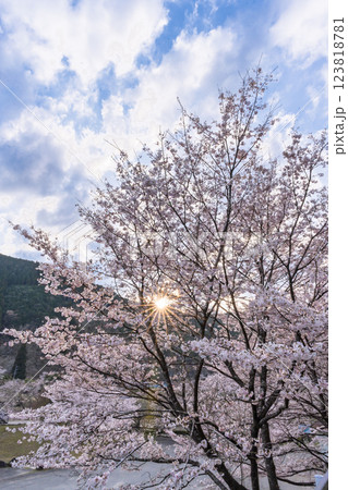 観光・行楽スポット 桜の花が咲く季節に映える汗の原 親水公園 (熊本県球磨郡水上村湯山) 観光・行楽スポット 桜の花が咲く季節に映える汗の原 親水公園 (熊本県球磨郡水上村湯山) 123818781