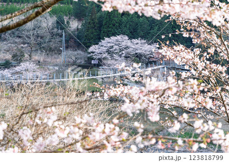 観光・行楽スポット　桜の花が咲く季節に映える水輝橋　汗の原　親水公園　 　(熊本県球磨郡水上村湯山) 123818799