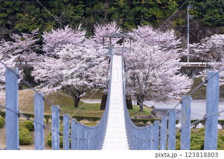 観光・行楽スポット　桜の花が咲く季節に映える水輝橋　汗の原　親水公園　 　(熊本県球磨郡水上村湯山) 123818803