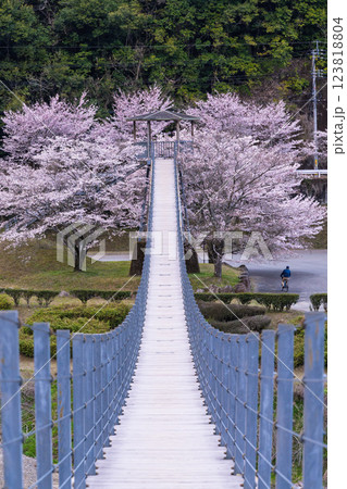 観光・行楽スポット　桜の花が咲く季節に映える水輝橋　汗の原　親水公園　 　(熊本県球磨郡水上村湯山) 123818804