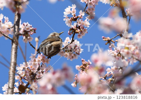 玉縄桜の蜜を吸うヒヨドリ 鎌倉 大船フラワーセンター 玉縄桜の蜜を吸うヒヨドリ 鎌倉 大船フラワーセンター 123818816