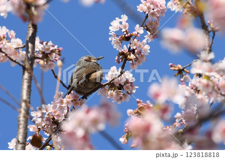 玉縄桜の蜜を吸うヒヨドリ　鎌倉　大船フラワーセンター 123818818