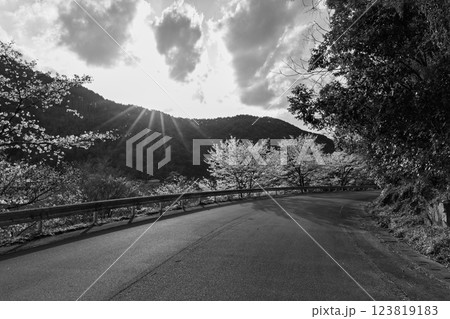 モノクロ周辺風景　桜の花が咲く季節に映える水輝橋　汗の原　親水公園　 　(熊本県球磨郡水上村湯山) 123819183