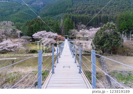 桜の花が咲く季節に映える水輝橋　汗の原　親水公園　 　(熊本県球磨郡水上村湯山) 123819189