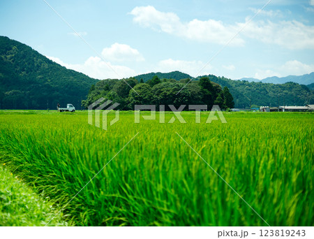夏の田んぼと青い空 夏の田んぼと青い空 123819243