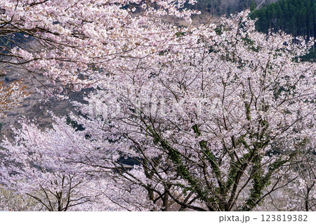 桜並木風景 桜の花が咲く季節に映える汗の原 親水公園   (熊本県球磨郡水上村湯山) 桜並木風景 桜の花が咲く季節に映える汗の原 親水公園   (熊本県球磨郡水上村湯山) 123819382