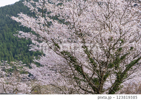 観光・行楽スポット 桜の花が咲く季節に映える汗の原 親水公園 (熊本県球磨郡水上村湯山) 観光・行楽スポット 桜の花が咲く季節に映える汗の原 親水公園 (熊本県球磨郡水上村湯山) 123819385