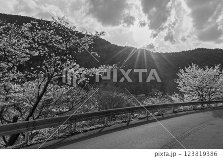 モノクロ　周辺風景　桜の花が咲く季節に映える汗の原　親水公園　 　(熊本県球磨郡水上村湯山) 123819386