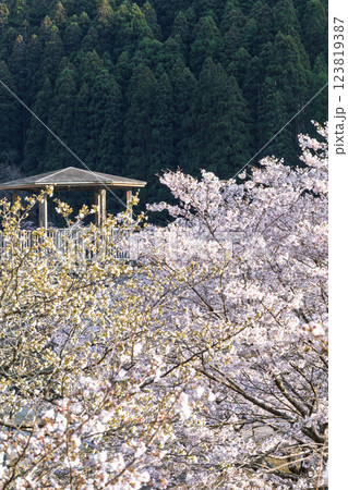 観光・行楽スポット　桜の花が咲く季節に映える汗の原　親水公園　 　(熊本県球磨郡水上村湯山) 123819387