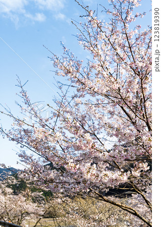観光・行楽スポット　桜の花が咲く季節に映える汗の原　親水公園　 　(熊本県球磨郡水上村湯山) 123819390