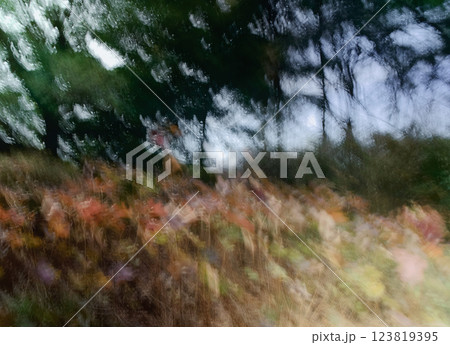 彩り綺麗な植物に日が当たっている風景 123819395