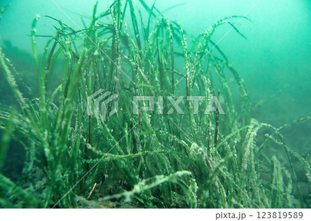 スガモに産み付けられたニシンの卵 123819589