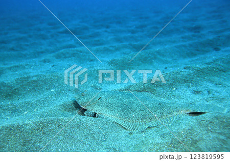 砂に紛れるヒラメ 123819595
