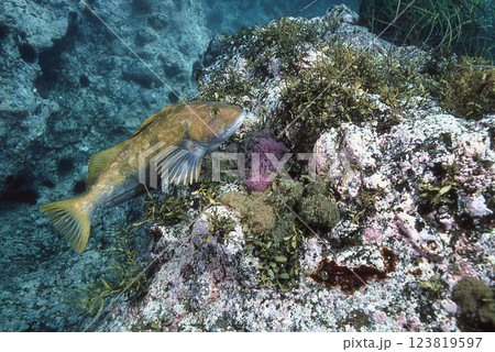 卵を守るアイナメの雄 123819597