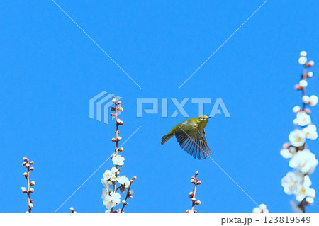 梅の花から花へ飛ぶメジロ 123819649