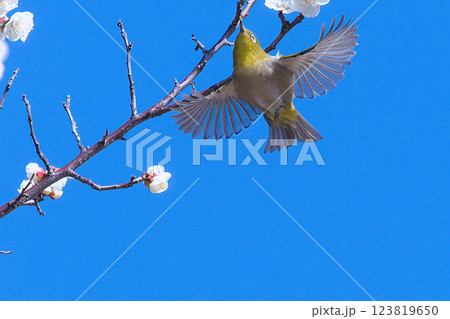 青空バックに白梅の枝に止まるメジロ 123819650