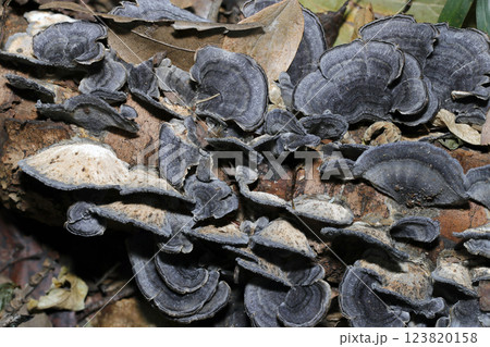 群生する起毛した青褐色のカワラタケキノコ群 123820158