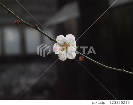 一凛の白い花をつけたウメの枝(天満宮のピンクの斑入りの白梅) 一凛の白い花をつけたウメの枝(天満宮のピンクの斑入りの白梅) 123820256