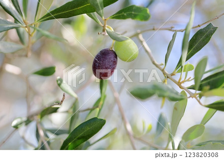 爽やか　色づく　オリーブの実 123820308