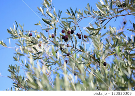 爽やか　色づく　オリーブの実 123820309