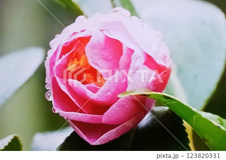 小雨の中・・凛と咲く花 123820331