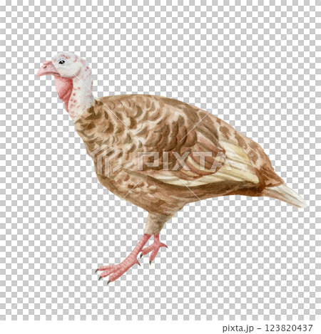 Watercolor brown turkey hand drawn illustration isolated on white. Female farm bird clipart in artistic and realistic style for farming designs and eco friendly free range products 123820437