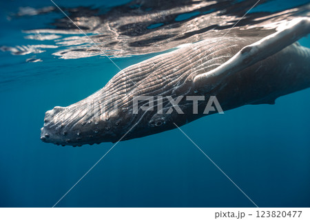 ザトウクジラ 123820477