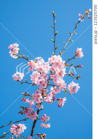 寒桜の開花と春の陽射し　a-1 123820700