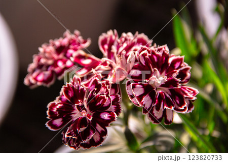 Purple flowers close-up 123820733