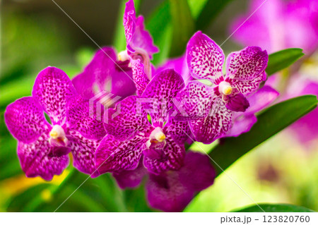 Pink orchid flower in garden Pink orchid flower in garden 123820760
