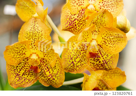 Pink orchid flower in garden Pink orchid flower in garden 123820761