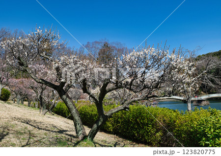 東京都町田市　薬師池公園　梅園　都指定名勝　 123820775
