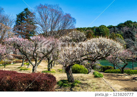 東京都町田市　薬師池公園　梅園　都指定名勝　 123820777
