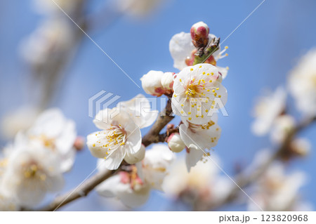 朝日を浴びて輝く梅の花 123820968
