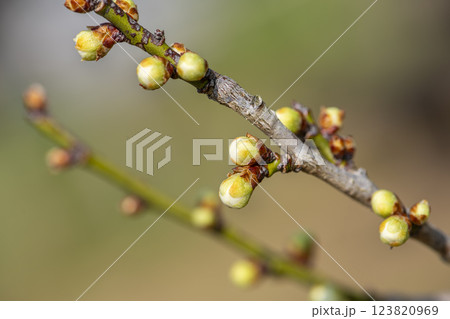 開花を待つ梅のつぼみ 開花を待つ梅のつぼみ 123820969