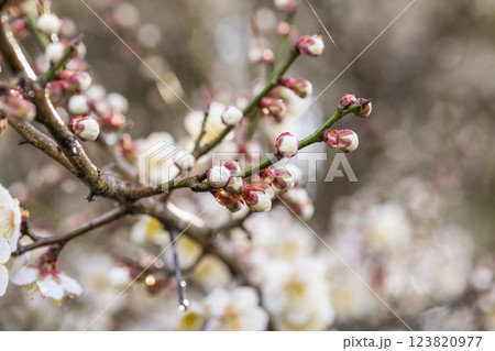 開花を待つ梅のつぼみ 開花を待つ梅のつぼみ 123820977