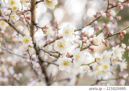 朝日を浴びて輝く梅の花 朝日を浴びて輝く梅の花 123820980