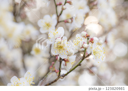 朝日を浴びて輝く梅の花 123820981