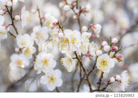 朝日を浴びて輝く梅の花 123820983