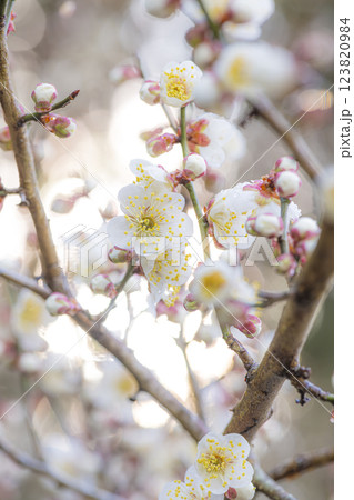 朝日を浴びて輝く梅の花 123820984