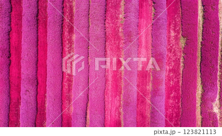 Aerial View of Striped Lavender Field. 123821113