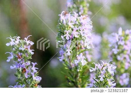 満開　爽やか　ローズマリーの花 123821187