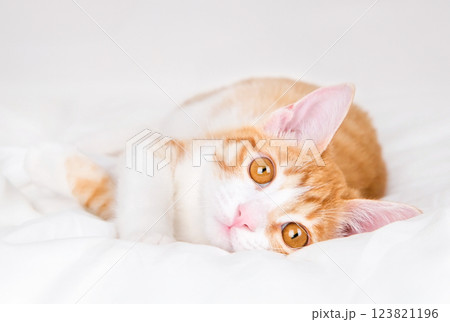 cute red and white kitten lies on a white blanket 123821196