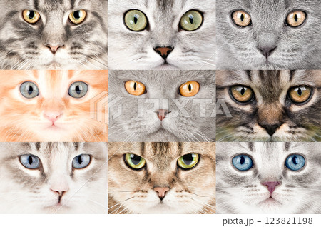 set of different cat eyes close up set of different cat eyes close up 123821198