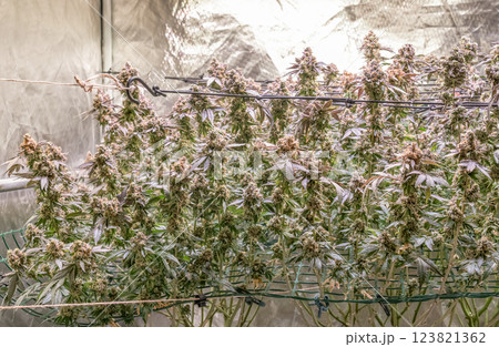 female blossom marijuana SoG Sea of Green net hemp cultivation technique Growing pot indoor bloom stage growth Medical female blossom marijuana SoG Sea of Green net hemp cultivation technique Growing pot indoor bloom stage growth Medical 123821362