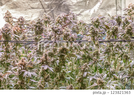 female blossom marijuana SoG Sea of Green net hemp cultivation technique Growing pot indoor bloom stage growth Medical 123821363