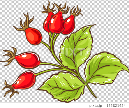 Dog Rose Branch Colored Detailed Illustration. 123821424