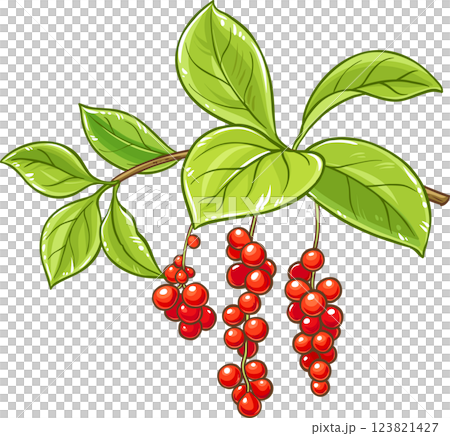 Schisandra Branch with Berries and Leaves Colored Detailed Illustration. Organic natural nutritional healthy food ingredient, vegetarian diet product.  123821427