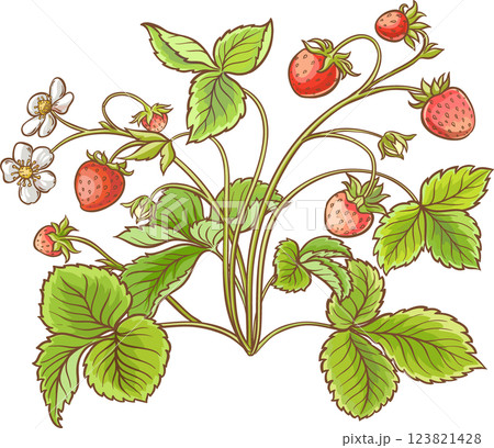Strawberry Plant Colored Detailed  Illustration. 123821428