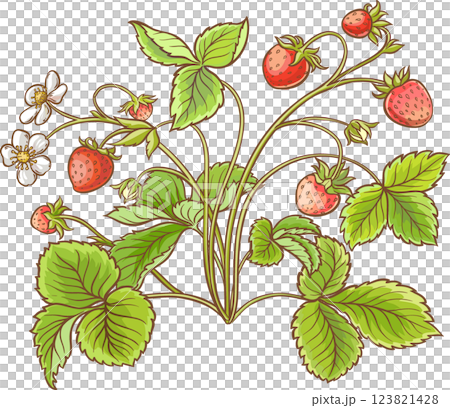 Strawberry Plant Colored Detailed  Illustration. 123821428